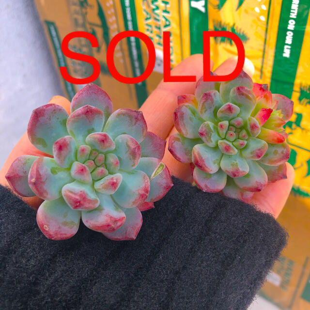 多肉植物 韓国苗 エケベリア Echeveria Blue Elf