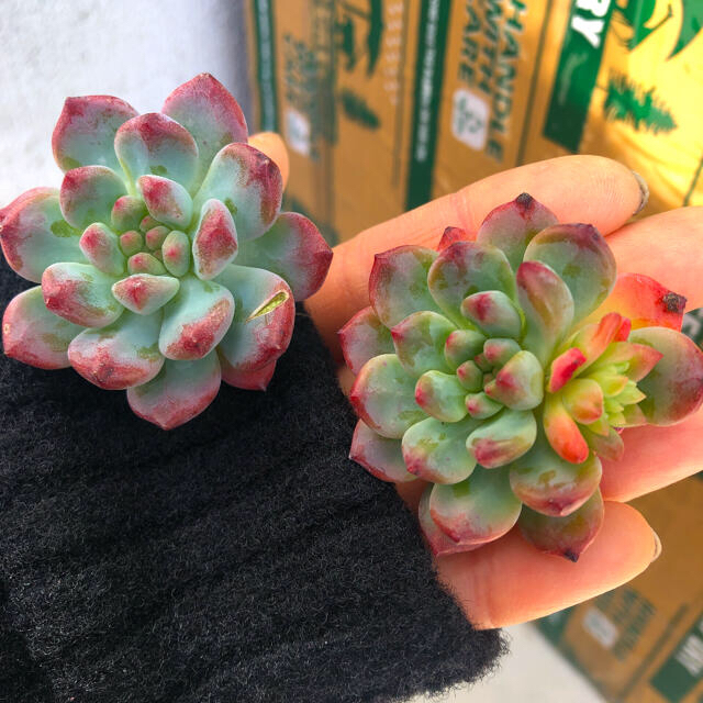 多肉植物 韓国苗 エケベリア Echeveria Blue Elf ハンドメイドのフラワー/ガーデン(その他)の商品写真