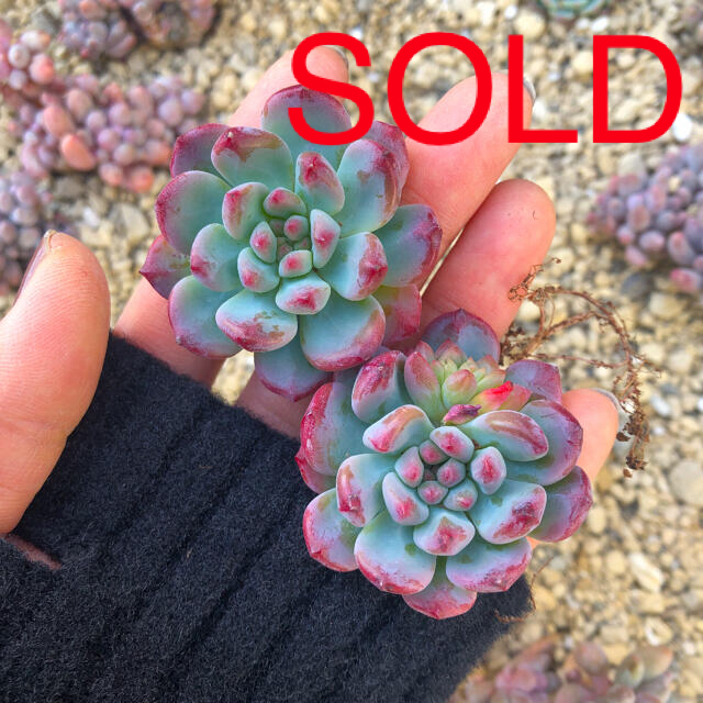 多肉植物 韓国苗 エケベリア Echeveria Blue Elf ハンドメイドのフラワー/ガーデン(その他)の商品写真