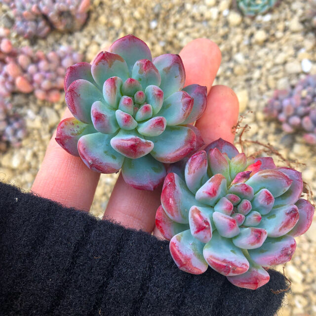 多肉植物 韓国苗 エケベリア Echeveria Blue Elf ハンドメイドのフラワー/ガーデン(その他)の商品写真