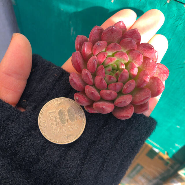 多肉植物 韓国苗 エケベリア Echeveria Pink Rubby ハンドメイドのフラワー/ガーデン(その他)の商品写真