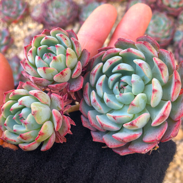 ハンドメイド多肉植物 韓国苗 エケベリア Sierra Echeveria  群生