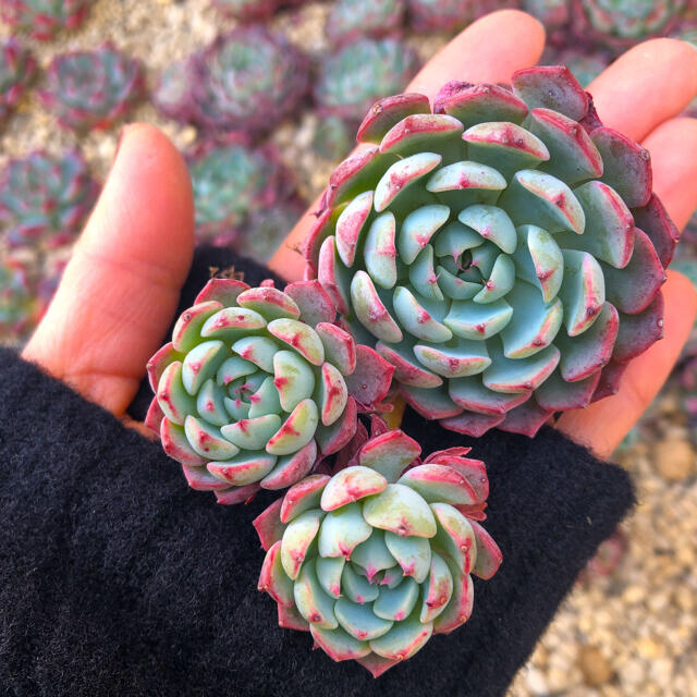 ハンドメイド多肉植物 韓国苗 エケベリア Sierra Echeveria  群生