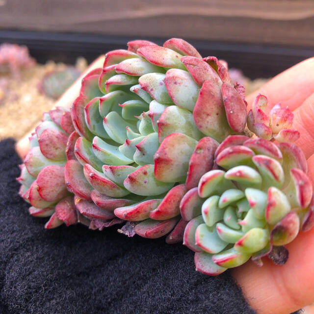 ハンドメイド多肉植物 韓国苗 エケベリア Sierra Echeveria  群生