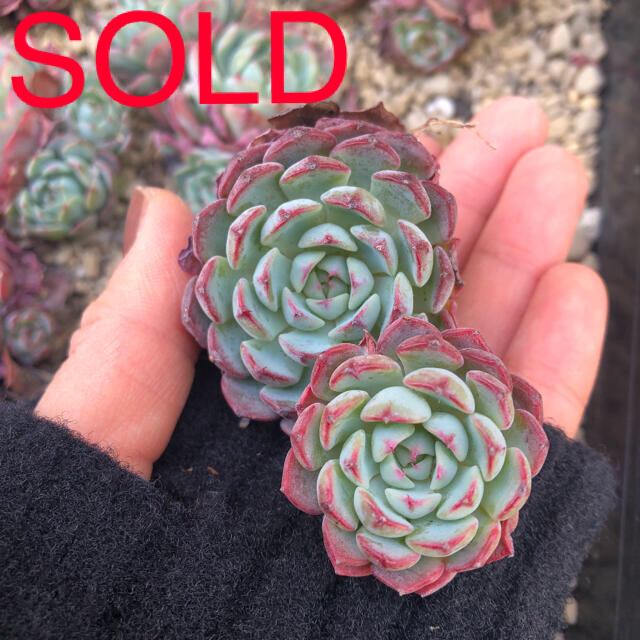 ハンドメイド多肉植物 韓国苗 エケベリア Sierra Echeveria  群生