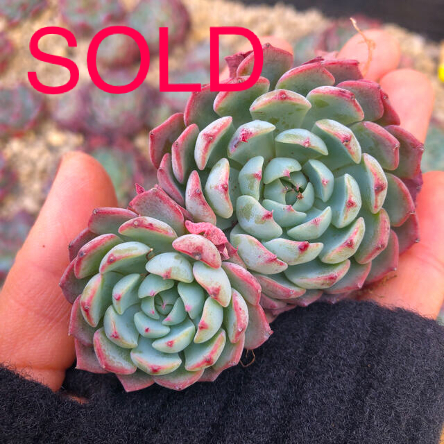 ハンドメイド多肉植物 韓国苗 エケベリア Sierra Echeveria  群生