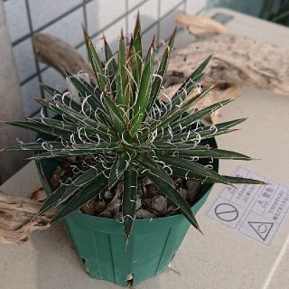 アガベ フィリフェラ 乱れ雪 Agave filifera(その他)