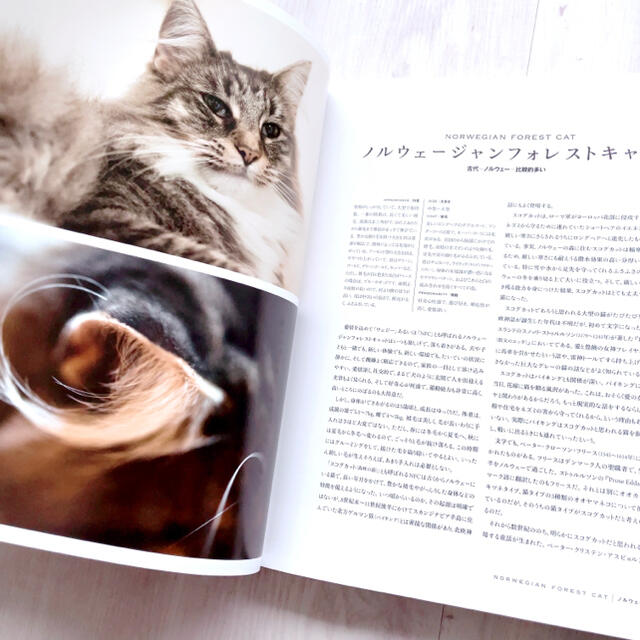 大きく分厚い本です★ 世界で一番美しい猫の図鑑　 /猫 写真集 ペットキャリー