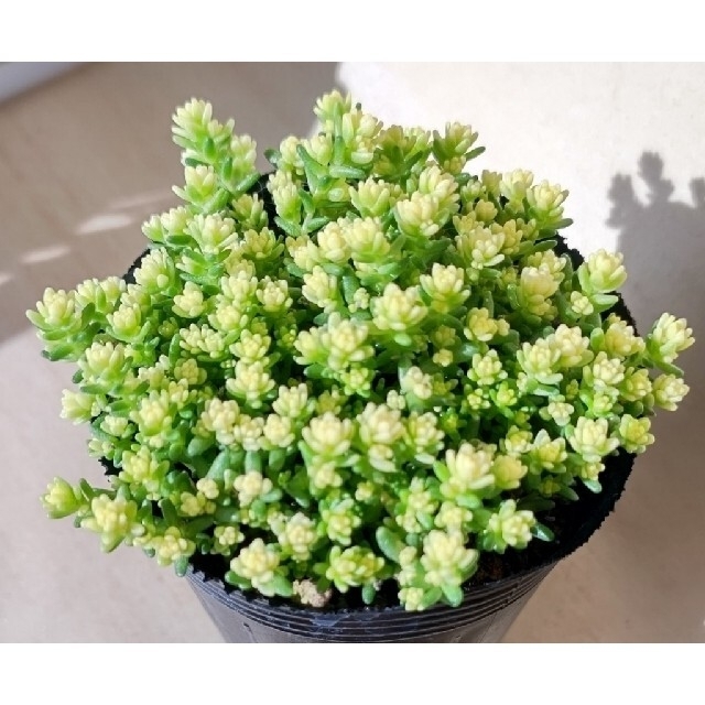 【ポットごと】アクレアウレウム×2 多肉植物 セダム 紅葉 プレステラ プラ鉢 ハンドメイドのフラワー/ガーデン(その他)の商品写真