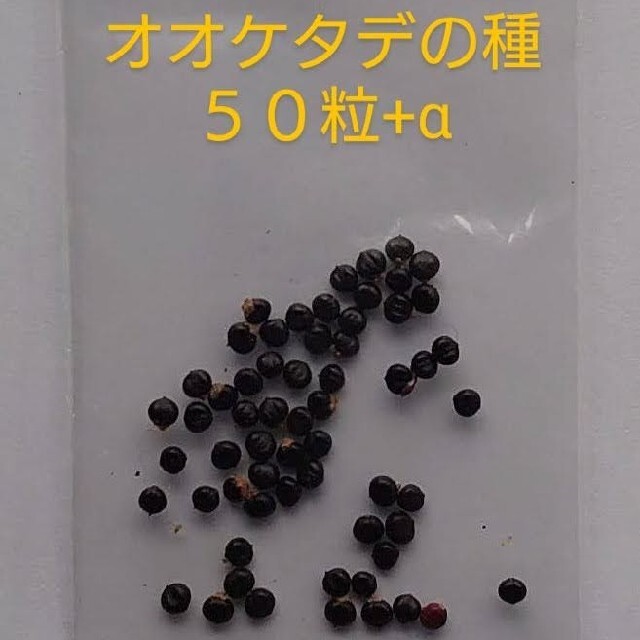 オオケタデの種50粒+α ハンドメイドのフラワー/ガーデン(その他)の商品写真