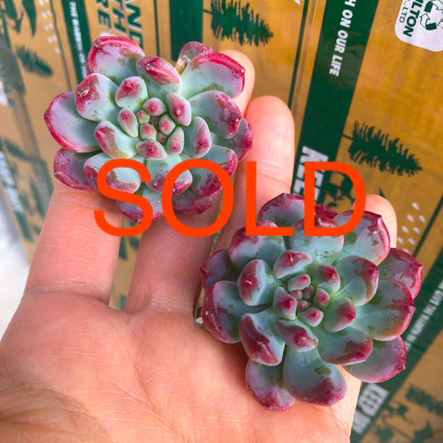 多肉植物 韓国苗 エケベリア Echeveria Blue Elf ハンドメイドのフラワー/ガーデン(その他)の商品写真