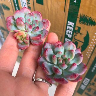 多肉植物 韓国苗 エケベリア Echeveria Blue Elf(その他)