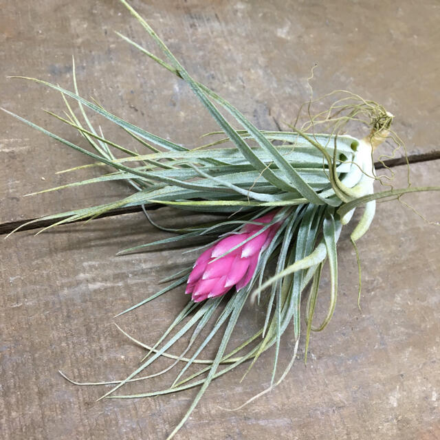 開花株♪ Tillandsia チランジア コットンキャンディパープル　 ハンドメイドのフラワー/ガーデン(プランター)の商品写真