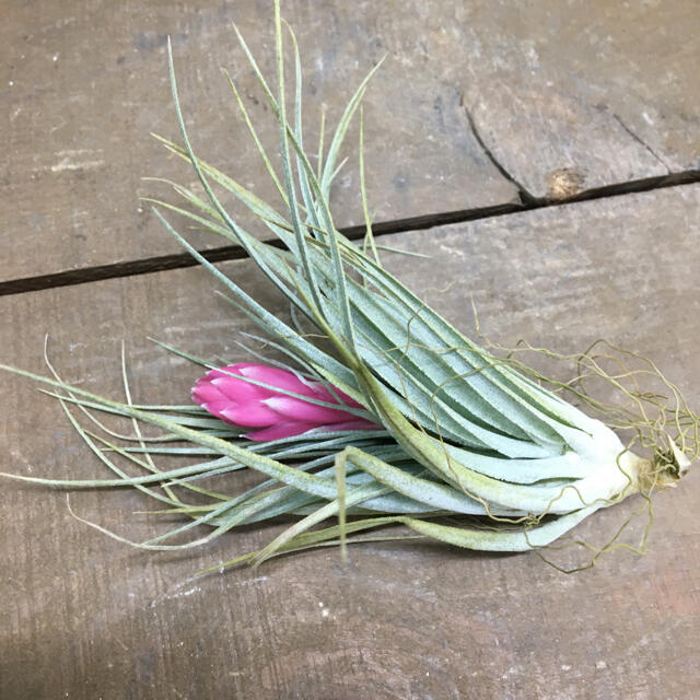 開花株♪ Tillandsia チランジア コットンキャンディパープル　 ハンドメイドのフラワー/ガーデン(プランター)の商品写真