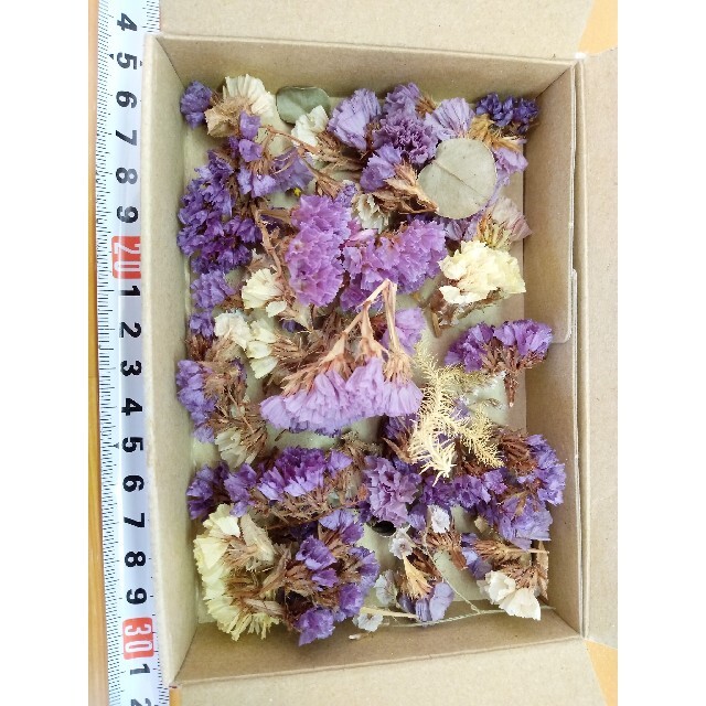 新品 ミニドライフラワー 花 小花 ドライフラワー 紫系 可愛い 手作り ハンドメイドのフラワー/ガーデン(ドライフラワー)の商品写真