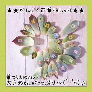 葉っぱのsize大きめたっぷり★多肉植物葉挿しセンター(その他)