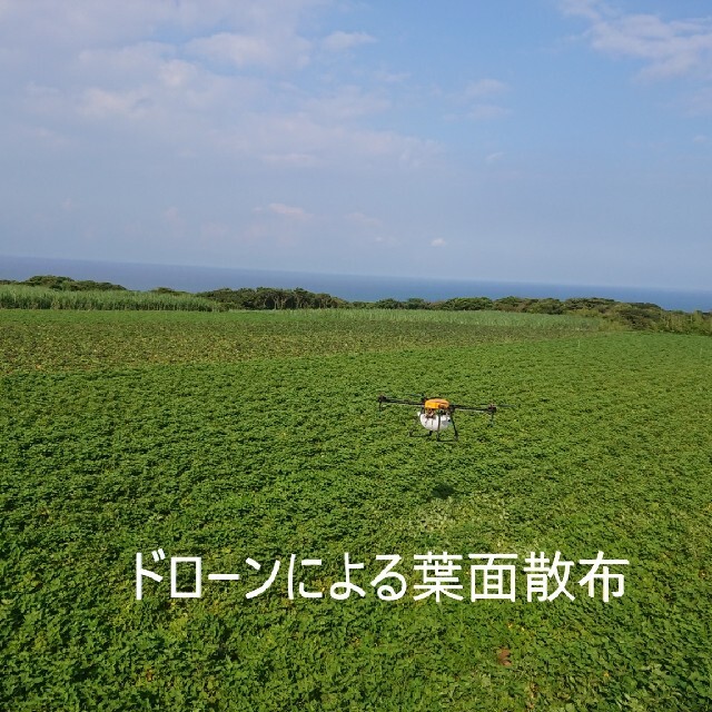 安納芋 & 種子島ゴールド SSサイズ 10キロ詰め合わせ 食品/飲料/酒の食品(野菜)の商品写真