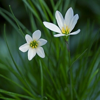 ゼフィランサスの種110粒セット✼白い花✼秋咲✼ガーデニング(その他)