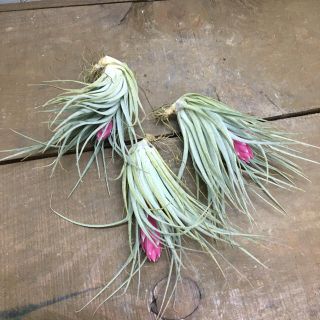 3株　花芽付き♪ Tillandsia チランジア コットンキャンディパープル　(プランター)