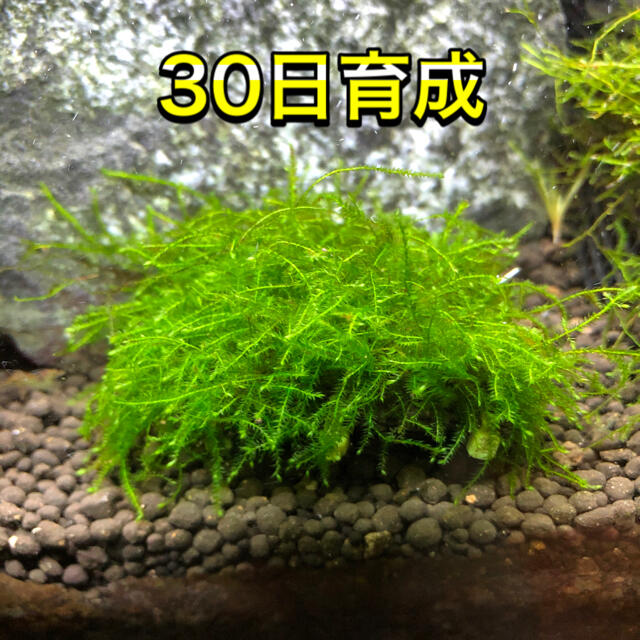水草セット ウィローモスマット2枚 パールグラス5本 グリーンロタラ5本の通販 By 捲りザシー ラクマ 水草セット ウィローモスマット2枚 パールグラス5本 グリーンロタラ5本の通販 By 捲りザシー ラクマ