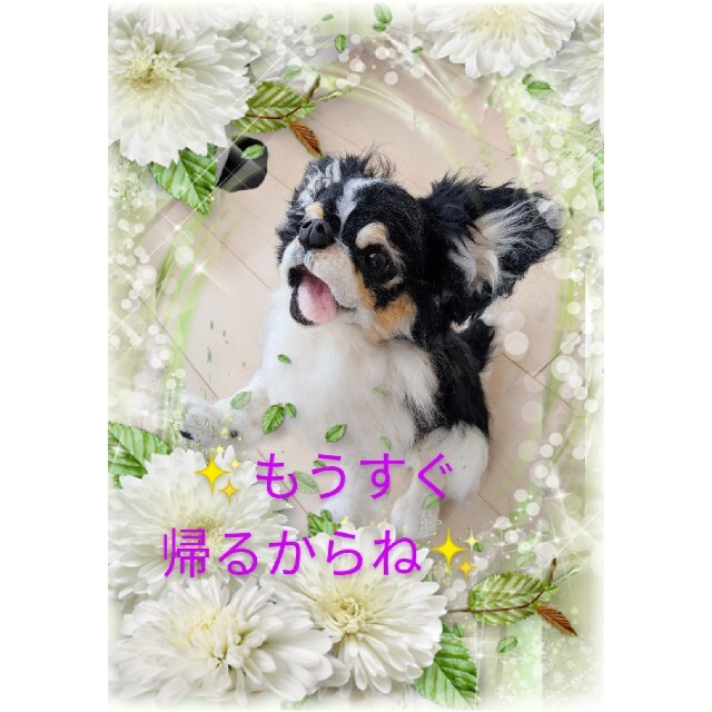 ????羊毛フェルトリアル犬????チワワ????オーダー品????No.21