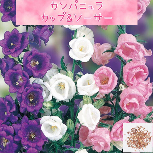 カップとお皿のような可愛い花♪カンパニュラ カップ&ソーサー  種40粒 ハンドメイドのフラワー/ガーデン(その他)の商品写真