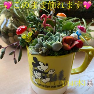 多肉植物❤︎寄せ植え❤︎このまま飾れます❤︎ミッキーカップ❤︎イエローグリーン♪(その他)