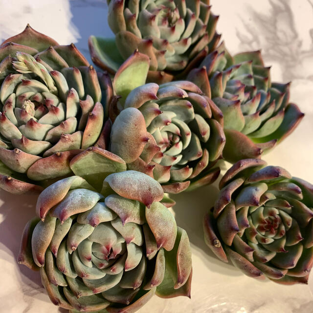 コロラータ　韓国苗 インテリア/住まい/日用品のインテリア/住まい/日用品 その他(その他)の商品写真