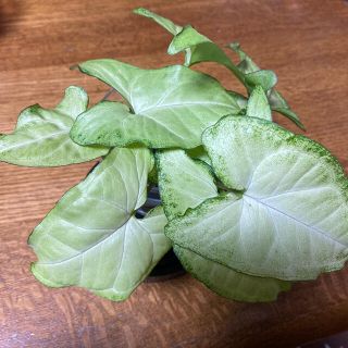 シンゴニウム   抜き苗　観葉植物　4本(ドライフラワー)