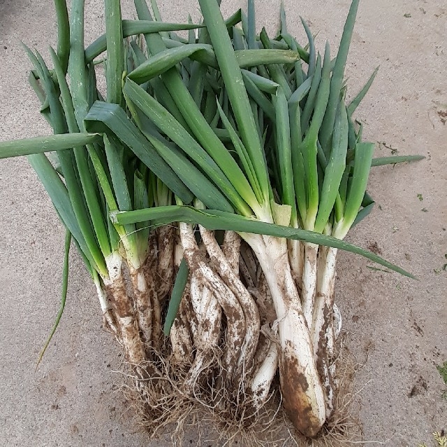 無農薬、九条ねぎ120サイズ約5kg 食品/飲料/酒の食品(野菜)の商品写真