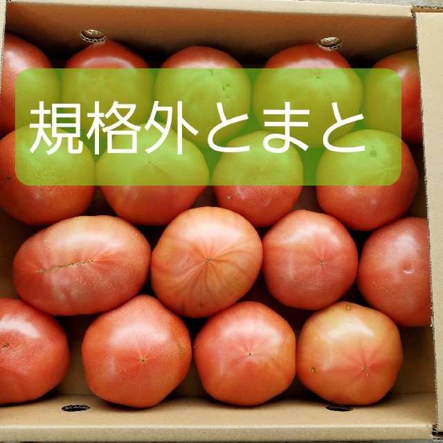 m-ki様専用です。規格外トマトL玉×二箱 食品/飲料/酒の食品(野菜)の商品写真