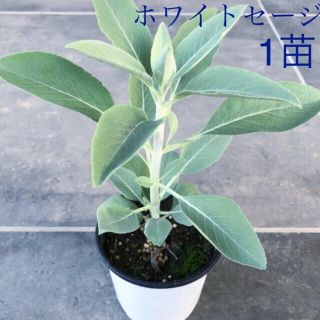 ホワイトセージ 苗 1苗(その他)