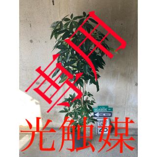 光触媒　人工観葉植物　ウォールグリーン　造花　インテリア　パキラ170(置物)
