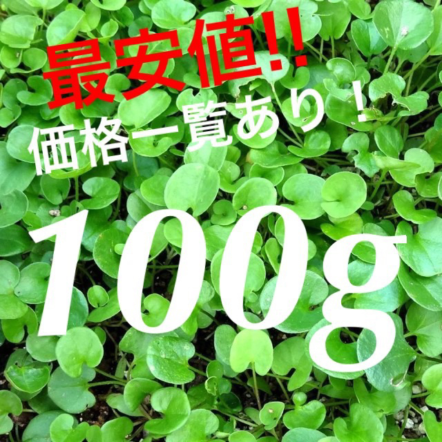 【最安値】ダイカンドラ100g種子<7平米>お洒落なグランドカバー♪♪ ハンドメイドのフラワー/ガーデン(プランター)の商品写真