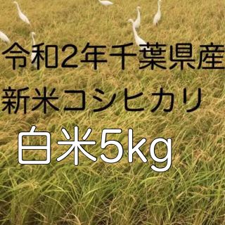 令和2年新米コシヒカリ白米5kg(米/穀物)