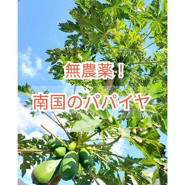 無農薬　天然物100%　南国　パパイヤ　青パパイヤ　野菜　沖縄　奄美大島　離島 食品/飲料/酒の食品(野菜)の商品写真