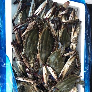 函館噴火湾水揚げワタリガニ【身がうまいオス×10匹】(魚介)