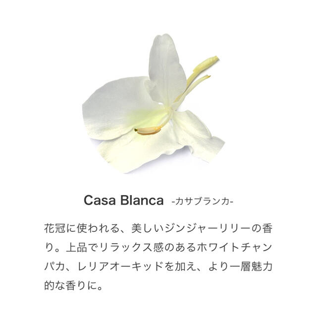 ✳︎✳︎Casa Blanca カサブランカ 12ml✳︎✳︎ Prolitec コスメ/美容のリラクゼーション(アロマオイル)の商品写真