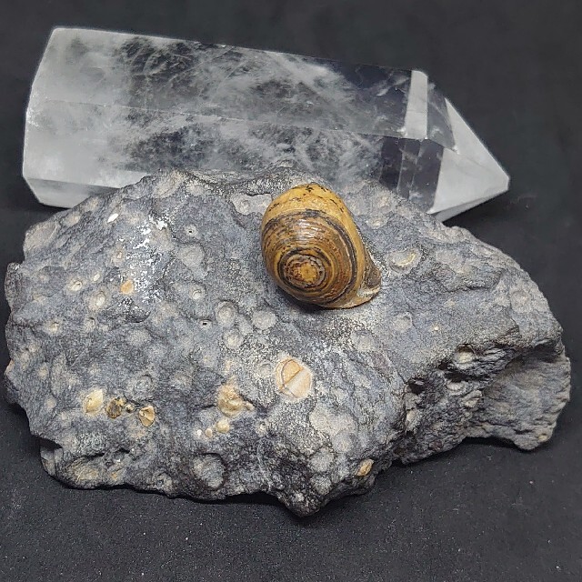 モンゴルゴビ瑪瑙 原石 金銭眼石母岩標本 置物 レア品 ゴビ瑪瑙 ゴビ石