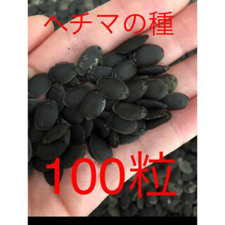 ヘチマの種100粒(野菜)