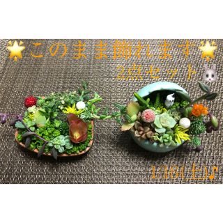 寄せ植え❤︎パステルグリーン鉢❤︎猫ちゃんフェイス鉢❤︎2点セット♪(その他)