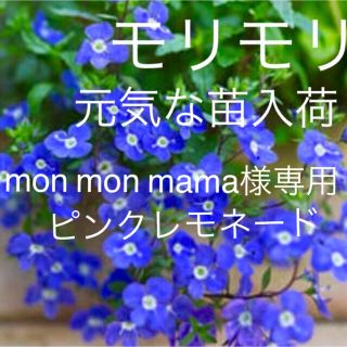  mon mon mama様専用 ベロニカ ピンクレモネード (その他)