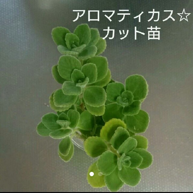 アロマティカス☆カット苗 ハンドメイドのフラワー/ガーデン(プランター)の商品写真