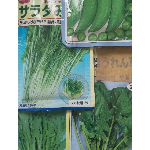 イノウエ様専用 野菜の種 食品/飲料/酒の食品(野菜)の商品写真