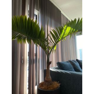 トックリヤシ　大型　観葉植物(その他)