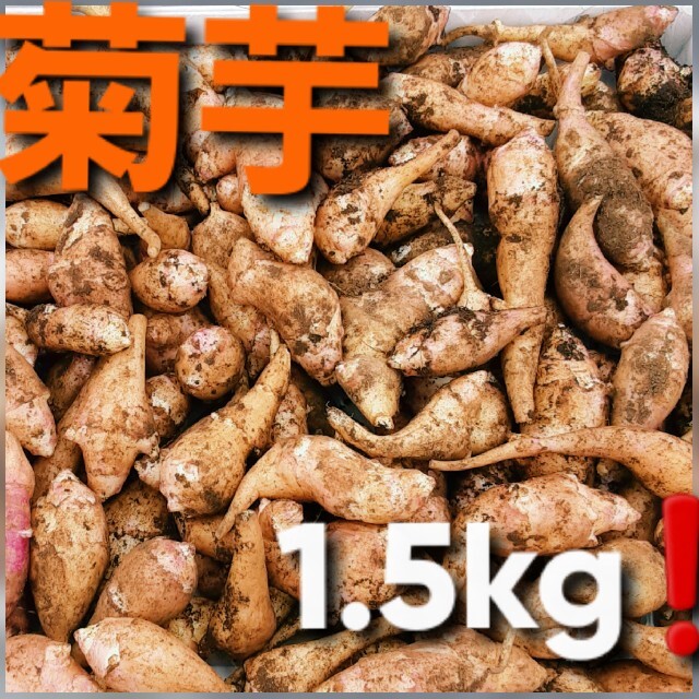 菊芋1.5キロ 食品/飲料/酒の食品(野菜)の商品写真