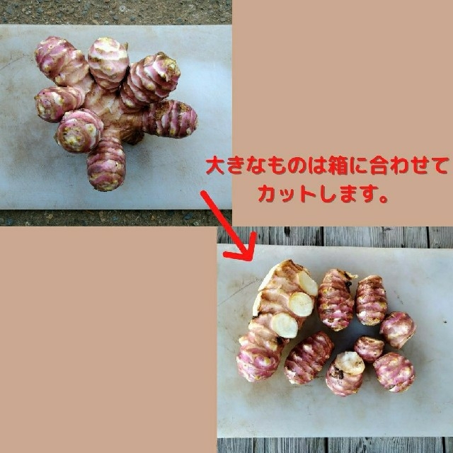 農薬・化学肥料不使用　赤キクイモ　約1.2キロ　宅急便コンパクト 食品/飲料/酒の食品(野菜)の商品写真