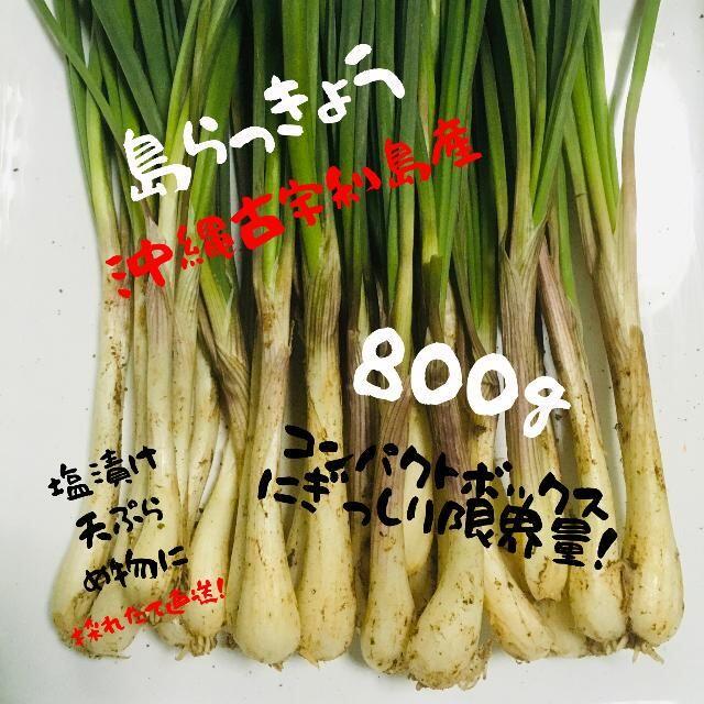 大好評！　ここだけ！「恋島 古宇利島」島らっきょう800g！ 食品/飲料/酒の食品(野菜)の商品写真