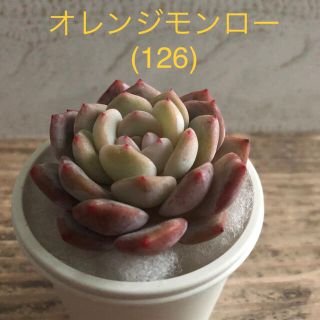 多肉植物 韓国苗 オレンジモンロー (126)(その他)