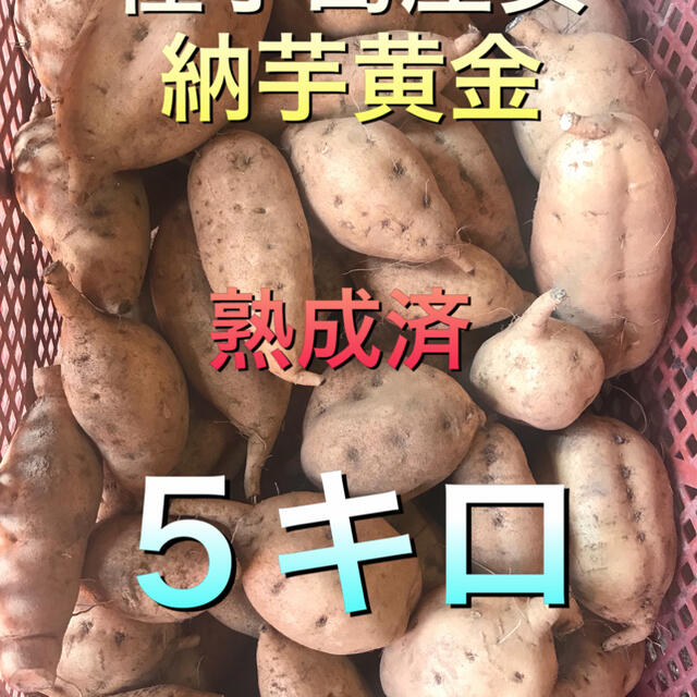 安納芋黄金　野菜